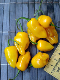 fruit of chilli pepper Trinidad Perfume: 17-CC7-8#2