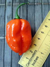 fruit of chilli pepper Trinidad Scorpion: 17-CC8-3#1