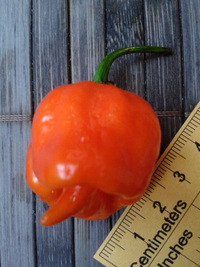 fruit of chilli pepper: Trinidad Scorpion