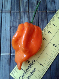 fruit of chilli pepper Trinidad Scorpion: 17-CC8-3#3