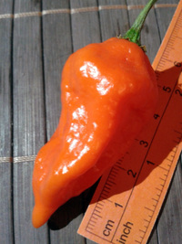 fruit of chilli pepper Bhut Jolokia: 17-CC9-10#3