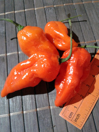 fruit of chilli pepper Bhut Jolokia: 17-CC9-10#4