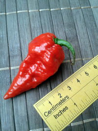 plod chilli papriky Bhut Jolokia: 17-CC9-1#1