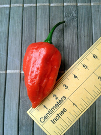 fruit of chilli pepper Bhut Jolokia: 17-CC9-1#10