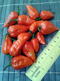 fruit of chilli pepper Bhut Jolokia: 17-CC9-1#12