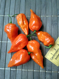 plod chilli papriky Bhut Jolokia: 17-CC9-1#13