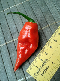 plod chilli papriky Bhut Jolokia: 17-CC9-1#2