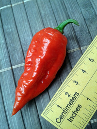 fruit of chilli pepper Bhut Jolokia: 17-CC9-1#3