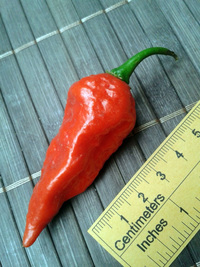 fruit of chilli pepper Bhut Jolokia: 17-CC9-1#4