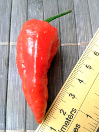 plod chilli papriky Bhut Jolokia: 17-CC9-1#6
