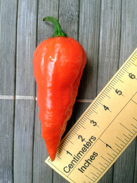 fruit of chilli pepper Bhut Jolokia: 17-CC9-1#7