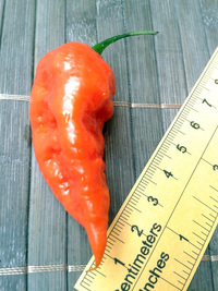 fruit of chilli pepper Bhut Jolokia: 17-CC9-1#8