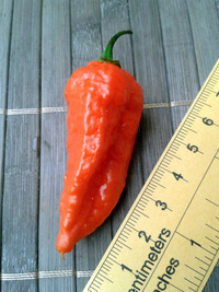 fruit of chilli pepper Bhut Jolokia: 17-CC9-1#9