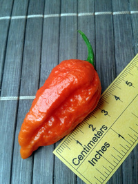 fruit of chilli pepper Bhut Jolokia: 17-CC9-3#5
