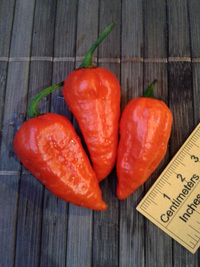 fruit of chilli pepper Bhut Jolokia: 17-CC9-3#7