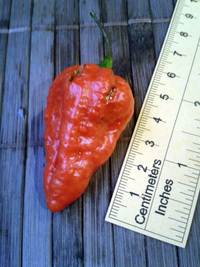 fruit of chilli pepper Bhut Jolokia: 17-CC9-3#9