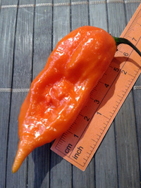 fruit of chilli pepper Bhut Jolokia: 17-CC9-4#6