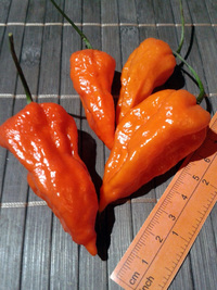 fruit of chilli pepper Bhut Jolokia: 17-CC9-4#7