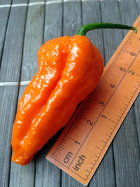 plod chilli papriky Bhut Jolokia: 17-CC9-5#2