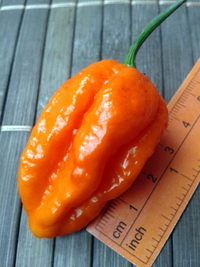 fruit of chilli pepper Bhut Jolokia: 17-CC9-5#3