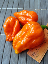 fruit of chilli pepper Bhut Jolokia: 17-CC9-5#4