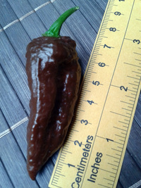 fruit of chilli pepper Bhut Jolokia Chocolate: 17-CC9-8#11