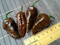 fruit of chilli pepper Bhut Jolokia Chocolate: 17-CC9-8#12