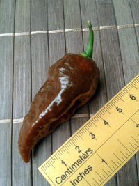 fruit of chilli pepper Bhut Jolokia Chocolate: 17-CC9-8#8
