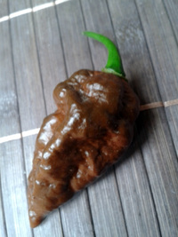 fruit of chilli pepper: Bhut Jolokia Chocolate
