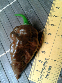 plod chilli papriky Bhut Jolokia Chocolate: 17-CC9-8#9