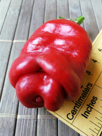 fruit of chilli pepper Peter Penis Red: 18-CA1-11#1