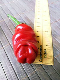 fruit of chilli pepper Peter Penis Red: 18-CA1-11#2