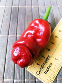 fruit of chilli pepper Peter Penis Red: 18-CA1-11#3