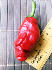 fruit of chilli pepper Peter Penis Red: 18-CA1-11#4