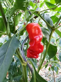 plant of chilli pepper: Peter Penis Red
