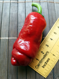 fruit of chilli pepper Peter Penis Red: 18-CA1-21#1