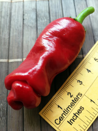 fruit of chilli pepper Peter Penis Red: 18-CA1-21#2
