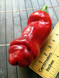 fruit of chilli pepper: Peter Penis Red