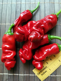 fruit of chilli pepper Peter Penis Red: 18-CA1-21#4