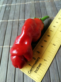 fruit of chilli pepper Peter Penis Red: 18-CA1-2#1