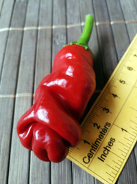 fruit of chilli pepper Peter Penis Red: 18-CA1-2#2