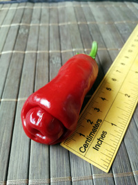fruit of chilli pepper Peter Penis Red: 18-CA1-2#3