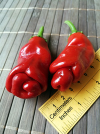 fruit of chilli pepper Peter Penis Red: 18-CA1-2#4