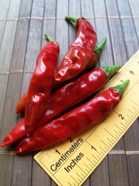 plod chilli papriky Cayenne Pepper Red: 18-CA2-12#2