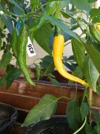 plant of chilli pepper: Cayenne Pepper Golden