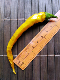 fruit of chilli pepper Cayenne Pepper Golden: 18-CA3-1#4