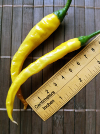 fruit of chilli pepper: Cayenne Pepper Golden