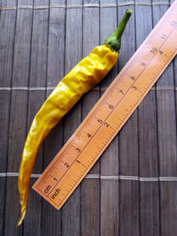 fruit of chilli pepper Cayenne Pepper Golden: 18-CA3-5#2