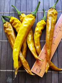 plod chilli papriky Cayenne Pepper Golden: 18-CA3-1#3