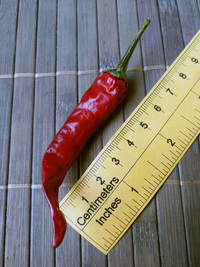 plod chilli papriky Cayenne Pepper Purple: 18-CA4-2#2